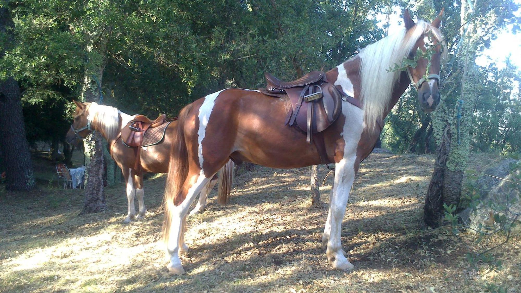 Agro Do Souto, Noia - Villa Completa מראה חיצוני תמונה